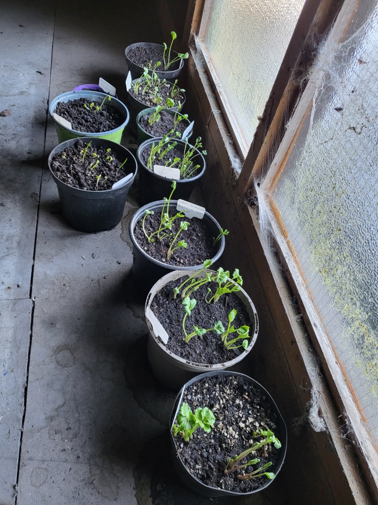 Ranunculus sprouts in a frost free garage.