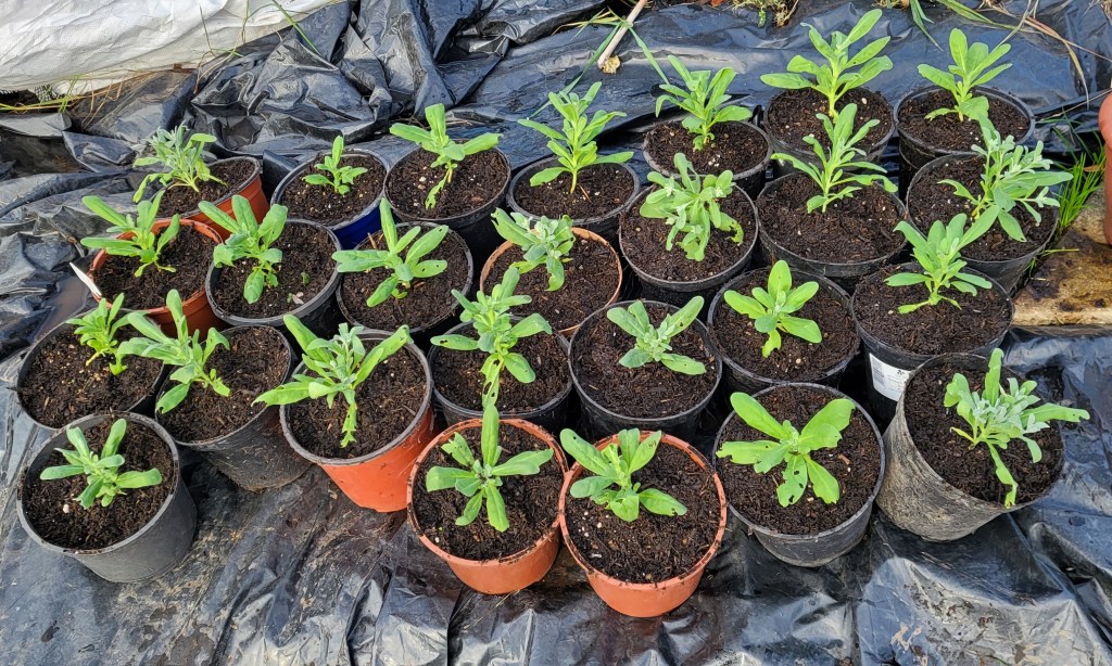 Pots of stock plants in rows.