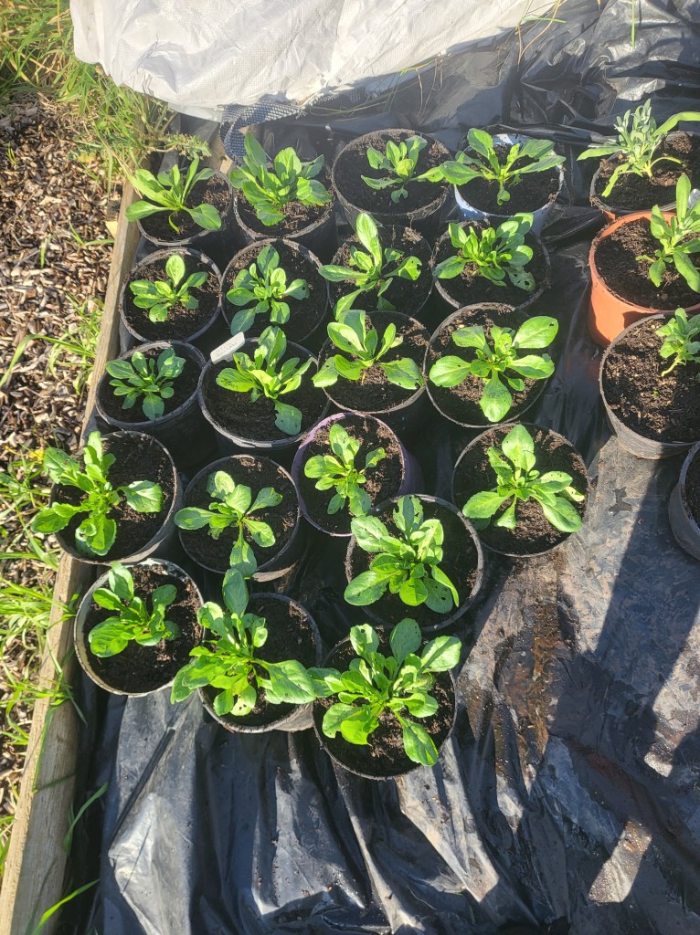 Pots of Bellis Perennis in rows.