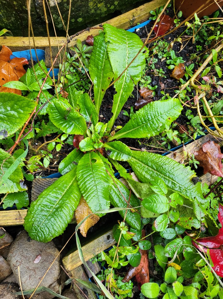 The leaves of a cowslip in winter.