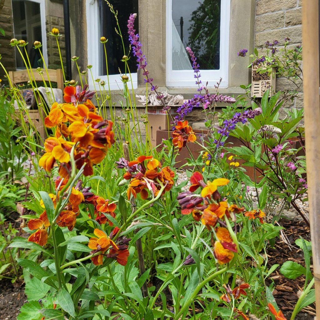 Wallflowers and Salvia in bloom