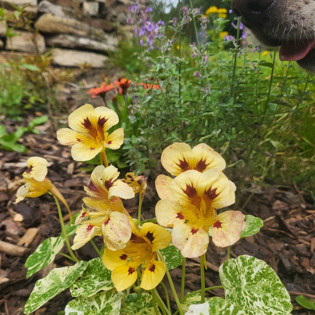 Low Carbon Gardening